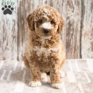 Kezia, Mini Labradoodle Puppy